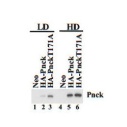 Pregnancy Up-Regulated Nonubiquitous CaM Kinase (PNCK) Antibody