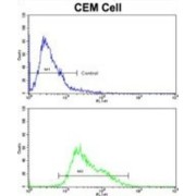 Anti-Mullerian Hormone Receptor Type 2 (AMHR2) Antibody