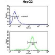 Serine/threonine-Protein Kinase Greatwall (MASTL) Antibody