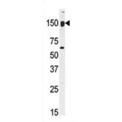CLIP-Associating Protein 2 (CLASP2) Antibody