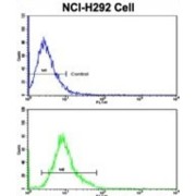 E74-Like Factor 4 (Ets Domain Transcription Factor) (ELF4) Antibody