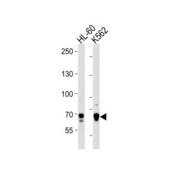 E74-Like Factor 4 (Ets Domain Transcription Factor) (ELF4) Antibody