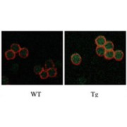 DAP Kinase-Related Apoptosis-Inducing Protein Kinase 2 (DRAK2) Antibody