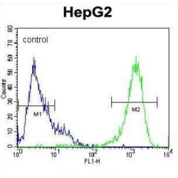 Mitogen-Activated Protein Kinase 1 / ERK2 (MAPK1) Antibody