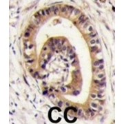 PDZ Protein Interacting Specifically With TC10 (PIST) Antibody