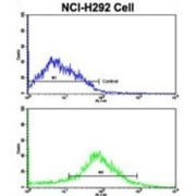 Beta-2 Adrenergic Receptor (ADRB2) Antibody