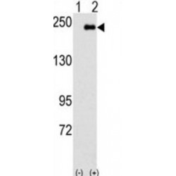 JNK-Associated Leucine-Zipper Protein (JLP) Antibody