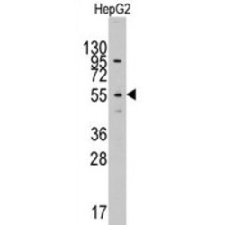 Cytosol Aminopeptidase (LAP3) Antibody