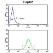 Homer Homolog 1 (Drosophila) (HOMER1) Antibody