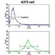 Carbonic Anhydrase 14 (CA14) Antibody