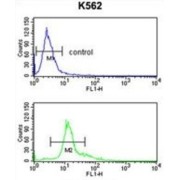 Pigment Epithelium-Derived Factor / PEDF (SERPINF1) Antibody