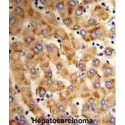 Hypoxia Up-Regulated 1 (HYOU1) Antibody