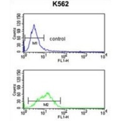 Parathyroid Hormone-Related Protein / PTHrP (PTHLH) Antibody