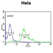 S100 Calcium Binding Protein A6 (S100A6) Antibody