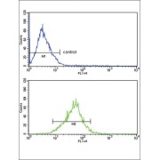 Apolipoprotein L (APOL1) Antibody