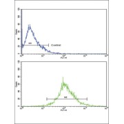 Cathepsin B (CATB) Antibody