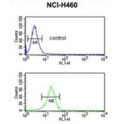 FK506 Binding Protein 10 (FKBP10) Antibody