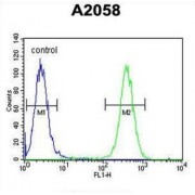 FK506 Binding Protein 10 (FKBP10) Antibody