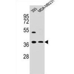 Annexin A2 (ANXA2) Antibody