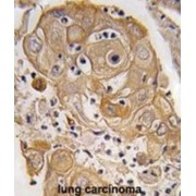 Caveolae-Associated Protein 1 (CAVIN1) Antibody