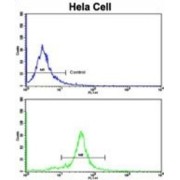 Golgi Phosphoprotein 3 (GOLPH3) Antibody