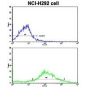 Cytochrome P450 20A1 (CYP20A1) Antibody