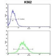 Homeobox Protein Engrailed-2 (EN2) Antibody