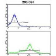 EH Domain Containing 3 (EHD3) Antibody