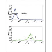 Vitronectin (VTN) Antibody