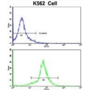 Pericentriolar Material 1 Protein (PCM-1) Antibody