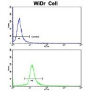 DEAD-Box Helicase 53 (DDX53) Antibody