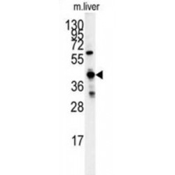 Glycine C-Acetyltransferase (GCAT) Antibody