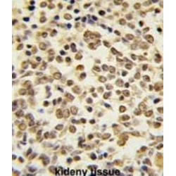Mitogen-Activated Protein Kinase 7 / ERK5 (MAPK7) Antibody