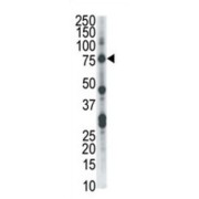 Dual Specificity Protein Kinase CLK2 (CLK2) Antibody