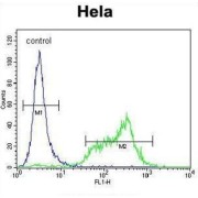 SRSF Protein Kinase 1 (SRPK1) Antibody