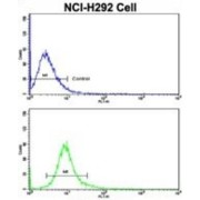 Cullin 5 (CUL5) Antibody