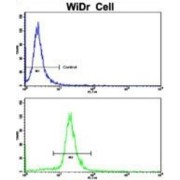 Tyrosine-Protein Kinase Receptor UFO (AXL) Antibody