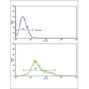 Macrophage Colony-Stimulating Factor 1 Receptor (CSF1R) Antibody
