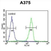 Lumican (LUM) Antibody