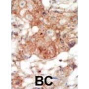 EPH Receptor A4 (EphA4) Antibody