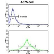 EPH Receptor A7 (EphA7) Antibody
