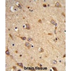 EPH Receptor A7 (EphA7) Antibody