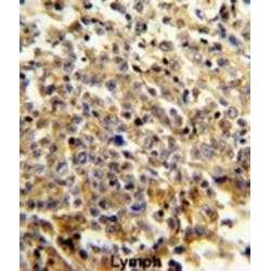 Neutrophil Cytosolic Factor 4 (NCF4) Antibody