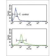 Proprotein Convertase Subtilisin/Kexin Type 2 (PCSK2) Antibody