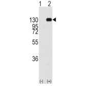 abx033553