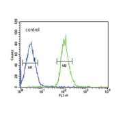 Fibroblast Growth Factor Receptor 1 (FGFR1) Antibody