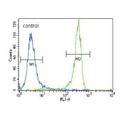 Fibroblast Growth Factor Receptor 2 (FGFR2) Antibody
