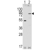 abx033564