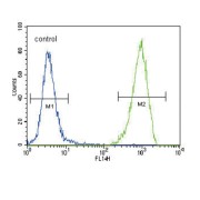 Receptor-type tyrosine-protein kinase FLT3 (FLT3) Antibody