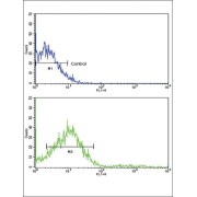 Receptor Tyrosine Kinase Like Orphan Receptor 2 (ROR2) Antibody